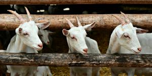 Ventas Varias Sin datos  cabras